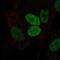 Paired Related Homeobox 2 antibody, NBP2-58891, Novus Biologicals, Immunofluorescence image 