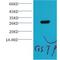 GST antibody, LS-C387325, Lifespan Biosciences, Western Blot image 