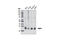 TIMP Metallopeptidase Inhibitor 1 antibody, 8946S, Cell Signaling Technology, Western Blot image 