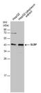 Histone RNA hairpin-binding protein antibody, PA5-78239, Invitrogen Antibodies, Western Blot image 