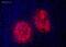 Insulin antibody, ab20756, Abcam, Immunofluorescence image 