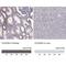 BICD Family Like Cargo Adaptor 1 antibody, NBP2-56736, Novus Biologicals, Immunohistochemistry paraffin image 