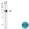 Forkhead Box P1 antibody, MAB45341, R&D Systems, Western Blot image 