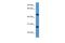 TM2 Domain Containing 2 antibody, A16396, Boster Biological Technology, Western Blot image 
