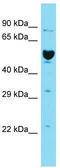 Immunoglobulin-like domain-containing receptor 2 antibody, TA337355, Origene, Western Blot image 