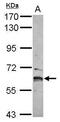 Zinc Finger Protein 83 antibody, GTX116554, GeneTex, Western Blot image 