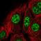 Kinesin Family Member 22 antibody, NBP2-57459, Novus Biologicals, Immunocytochemistry image 