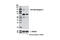 Toll Like Receptor 3 antibody, 6961S, Cell Signaling Technology, Western Blot image 
