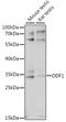 Outer Dense Fiber Of Sperm Tails 1 antibody, 16-381, ProSci, Western Blot image 