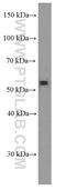 Retinoid X Receptor Gamma antibody, 66306-1-Ig, Proteintech Group, Western Blot image 