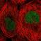 TBC1 Domain Containing Kinase antibody, HPA051611, Atlas Antibodies, Immunofluorescence image 