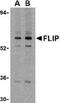 CASP8 And FADD Like Apoptosis Regulator antibody, PA1-30801, Invitrogen Antibodies, Western Blot image 