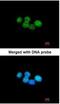 ERCC Excision Repair 8, CSA Ubiquitin Ligase Complex Subunit antibody, NBP1-32166, Novus Biologicals, Immunocytochemistry image 