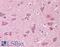 GRIP1 Associated Protein 1 antibody, 45-706, ProSci, Immunohistochemistry paraffin image 