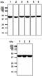 Protein Phosphatase, Mg2+/Mn2+ Dependent 1A antibody, MBS200003, MyBioSource, Western Blot image 