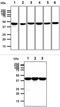 Protein Phosphatase, Mg2+/Mn2+ Dependent 1A antibody, MBS200003, MyBioSource, Western Blot image 