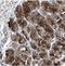 Trinucleotide Repeat Containing 18 antibody, NBP2-30890, Novus Biologicals, Immunohistochemistry frozen image 