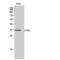 Prostaglandin Reductase 2 antibody, LS-C385660, Lifespan Biosciences, Western Blot image 