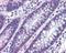 MTSS I-BAR Domain Containing 1 antibody, NBP2-24716, Novus Biologicals, Immunohistochemistry frozen image 