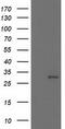 Nicotinamide N-Methyltransferase antibody, TA502521, Origene, Western Blot image 