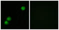 CAMP-Dependent Protein Kinase Inhibitor Beta antibody, abx013784, Abbexa, Western Blot image 