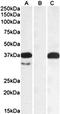 Pim-2 Proto-Oncogene, Serine/Threonine Kinase antibody, orb131688, Biorbyt, Western Blot image 