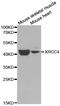 DNA repair protein XRCC4 antibody, LS-C331631, Lifespan Biosciences, Western Blot image 
