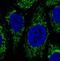 Citrate synthase, mitochondrial antibody, NBP2-36773, Novus Biologicals, Immunohistochemistry frozen image 