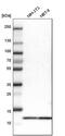 Myotrophin antibody, PA5-54070, Invitrogen Antibodies, Western Blot image 