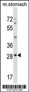 Goosecoid Homeobox antibody, 60-088, ProSci, Western Blot image 