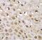 Integrator Complex Subunit 5 antibody, FNab04363, FineTest, Immunohistochemistry frozen image 