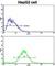Cyclin A2 antibody, abx033303, Abbexa, Western Blot image 