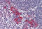 Deoxyribonuclease-2-alpha antibody, MBS240361, MyBioSource, Immunohistochemistry frozen image 