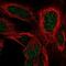 Homeobox D4 antibody, NBP2-58125, Novus Biologicals, Immunofluorescence image 