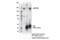 Lysine Demethylase 5B antibody, 15327S, Cell Signaling Technology, Immunoprecipitation image 