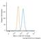 MRE11 Homolog, Double Strand Break Repair Nuclease antibody, NBP2-59677B, Novus Biologicals, Flow Cytometry image 