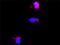 Piasx antibody, H00009063-M01, Novus Biologicals, Proximity Ligation Assay image 