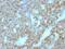Parathyroid Hormone antibody, NBP2-48403, Novus Biologicals, Immunohistochemistry paraffin image 