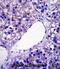 Patatin Like Phospholipase Domain Containing 4 antibody, abx027716, Abbexa, Immunohistochemistry frozen image 