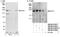 B-TFIID TATA-Box Binding Protein Associated Factor 1 antibody, NB100-57504, Novus Biologicals, Western Blot image 