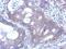 SANS antibody, NBP2-20823, Novus Biologicals, Immunohistochemistry paraffin image 