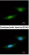 Nemo Like Kinase antibody, NBP1-32264, Novus Biologicals, Immunofluorescence image 