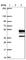 DnaJ Heat Shock Protein Family (Hsp40) Member B2 antibody, HPA036268, Atlas Antibodies, Western Blot image 