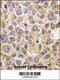 Solute Carrier Family 29 Member 4 antibody, 55-485, ProSci, Immunohistochemistry paraffin image 