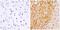 Neurofilament Medium antibody, 13-1300, Invitrogen Antibodies, Immunohistochemistry paraffin image 