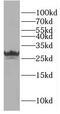 GINS Complex Subunit 3 antibody, FNab03460, FineTest, Western Blot image 