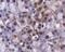 Lysine Demethylase 4A antibody, NBP1-49602, Novus Biologicals, Immunohistochemistry frozen image 