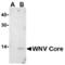 West Nile Virus Core antibody, MBS150601, MyBioSource, Western Blot image 