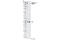 Fms Related Tyrosine Kinase 3 antibody, 3474S, Cell Signaling Technology, Western Blot image 