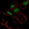 POU Class 3 Homeobox 3 antibody, NBP2-58788, Novus Biologicals, Immunocytochemistry image 